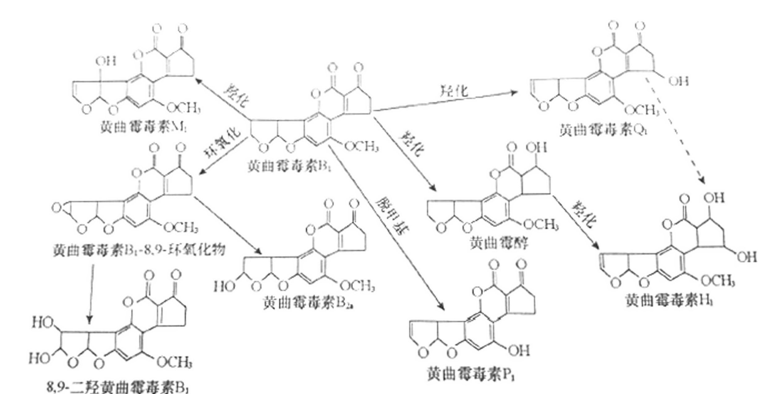 2.2 霉菌污染與食品安全